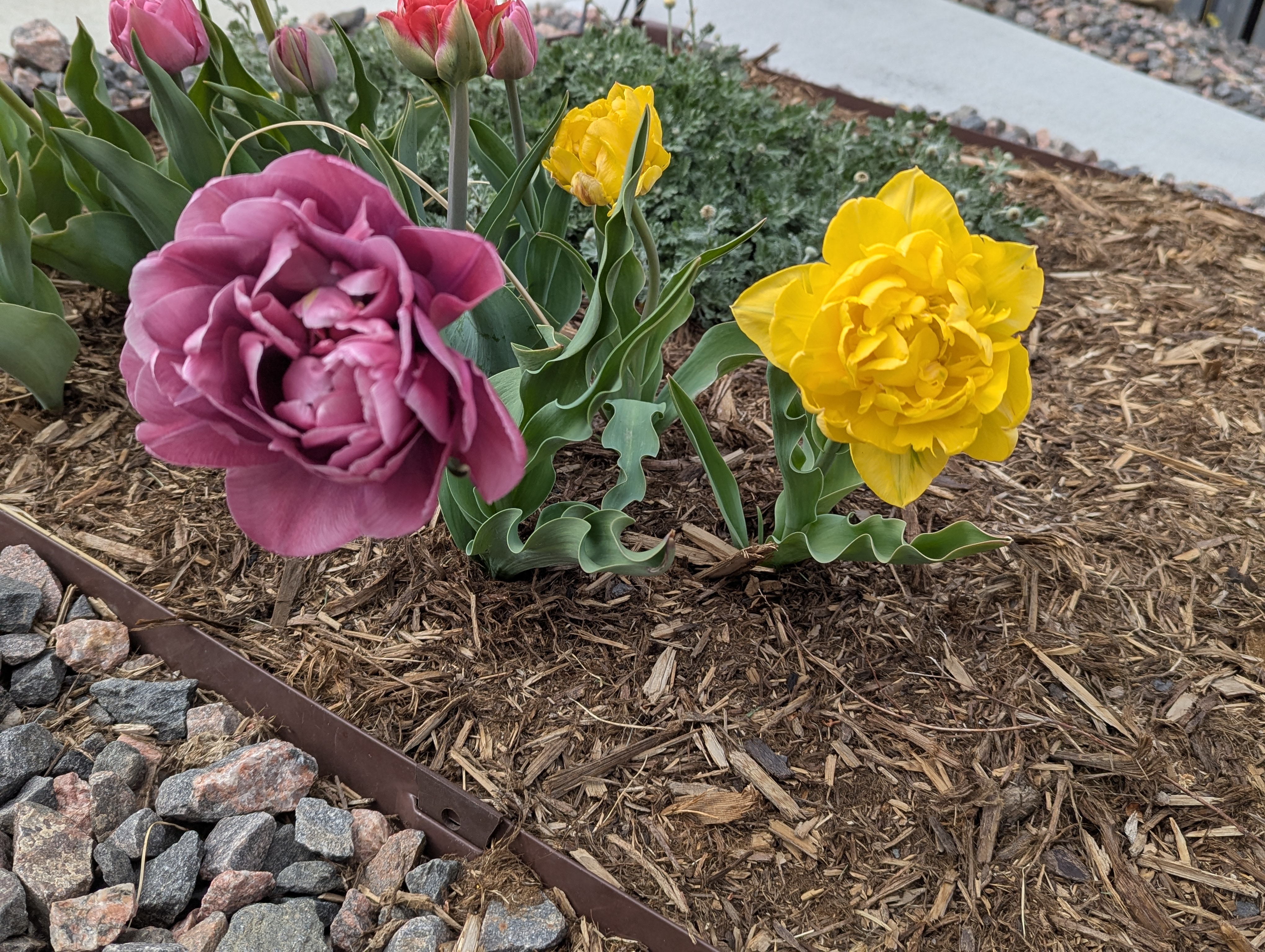 Garden, Flowers, Morrison, Colorado